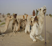Camels in Timbuktu Camels in Timbuktu